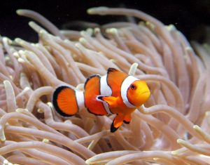 MALASIA – MAYOR ACUARIO DE SUDESTE ASIÁTICO