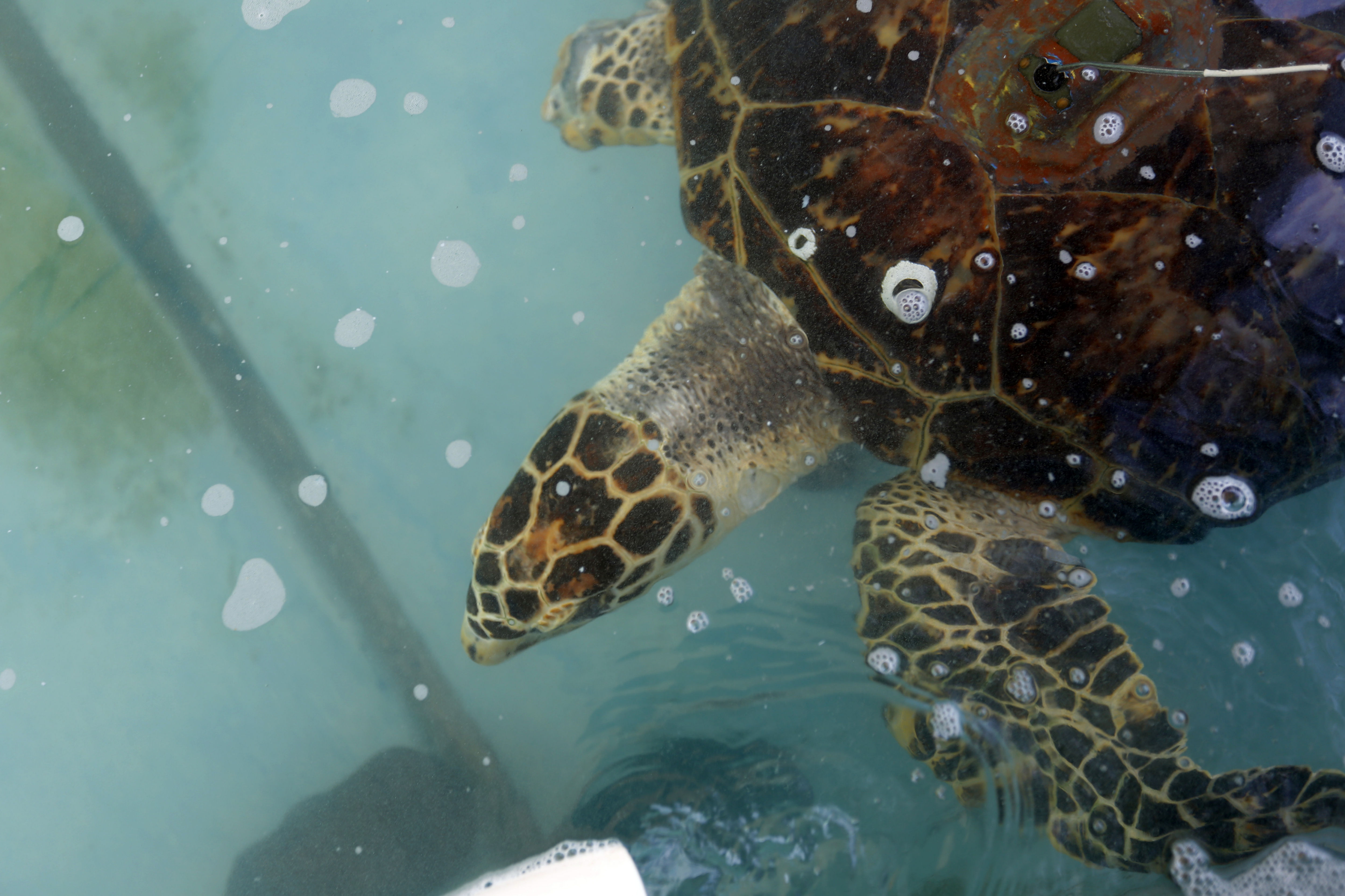 Todas las especies de tortugas tienen microplásticos dentro