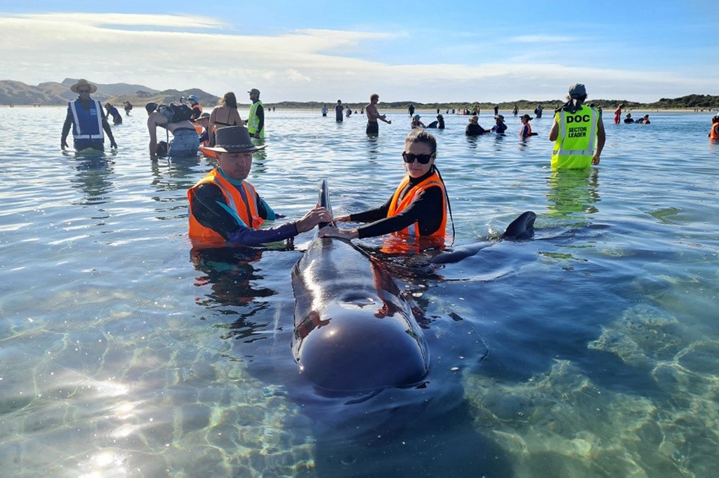 Decenas de ballenas piloto, varadas en Nueva Zelanda