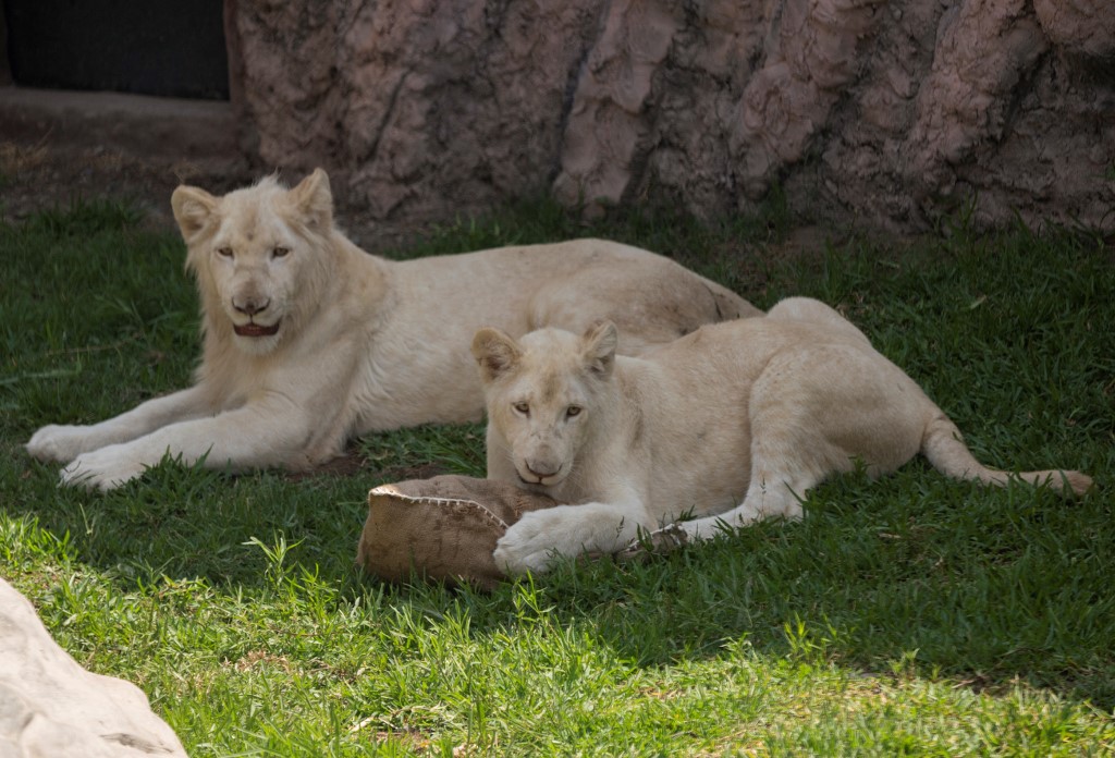 Un zoológico de Perú exhibe a dos leones blancos nacidos en México