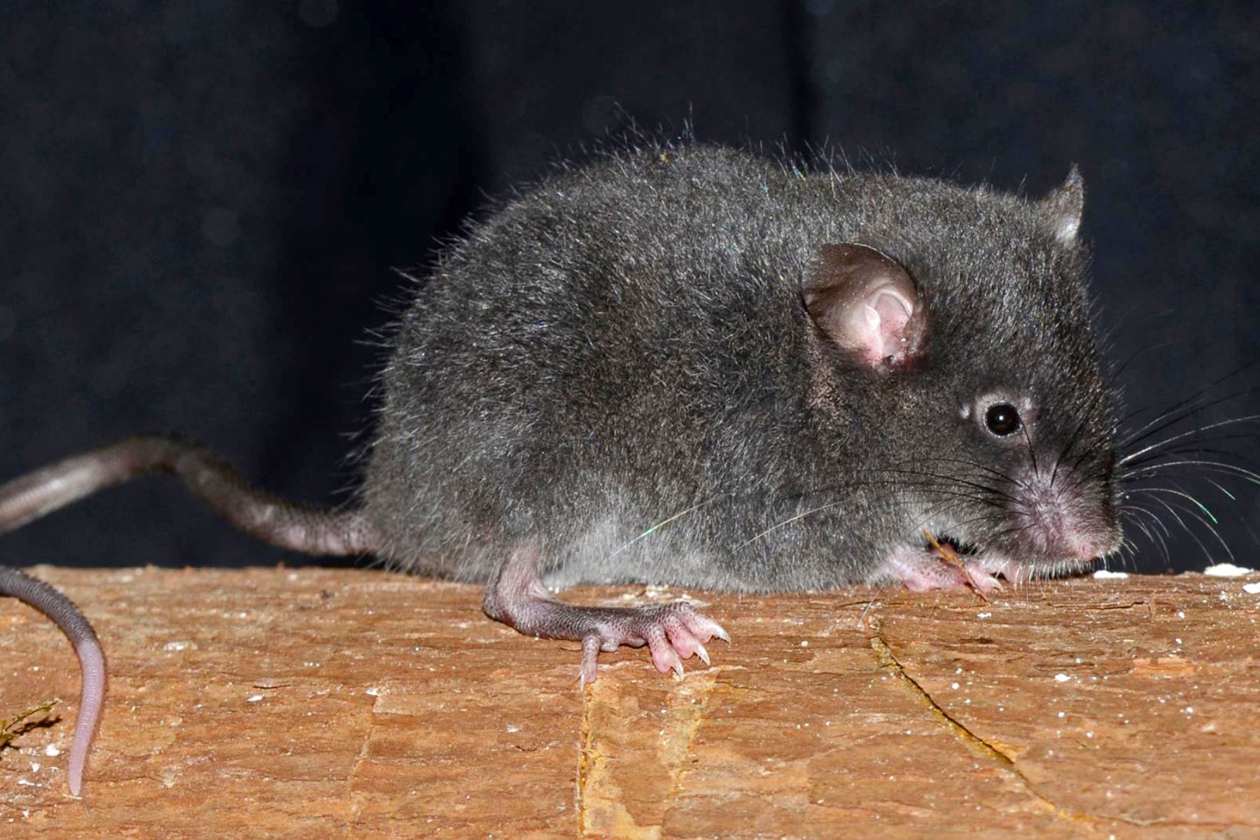Científicos descubren en Ecuador cinco nuevas especies de ratones