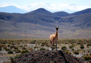 vicuna-6471374_1920