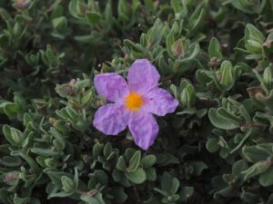 rockrose-1090068_1280