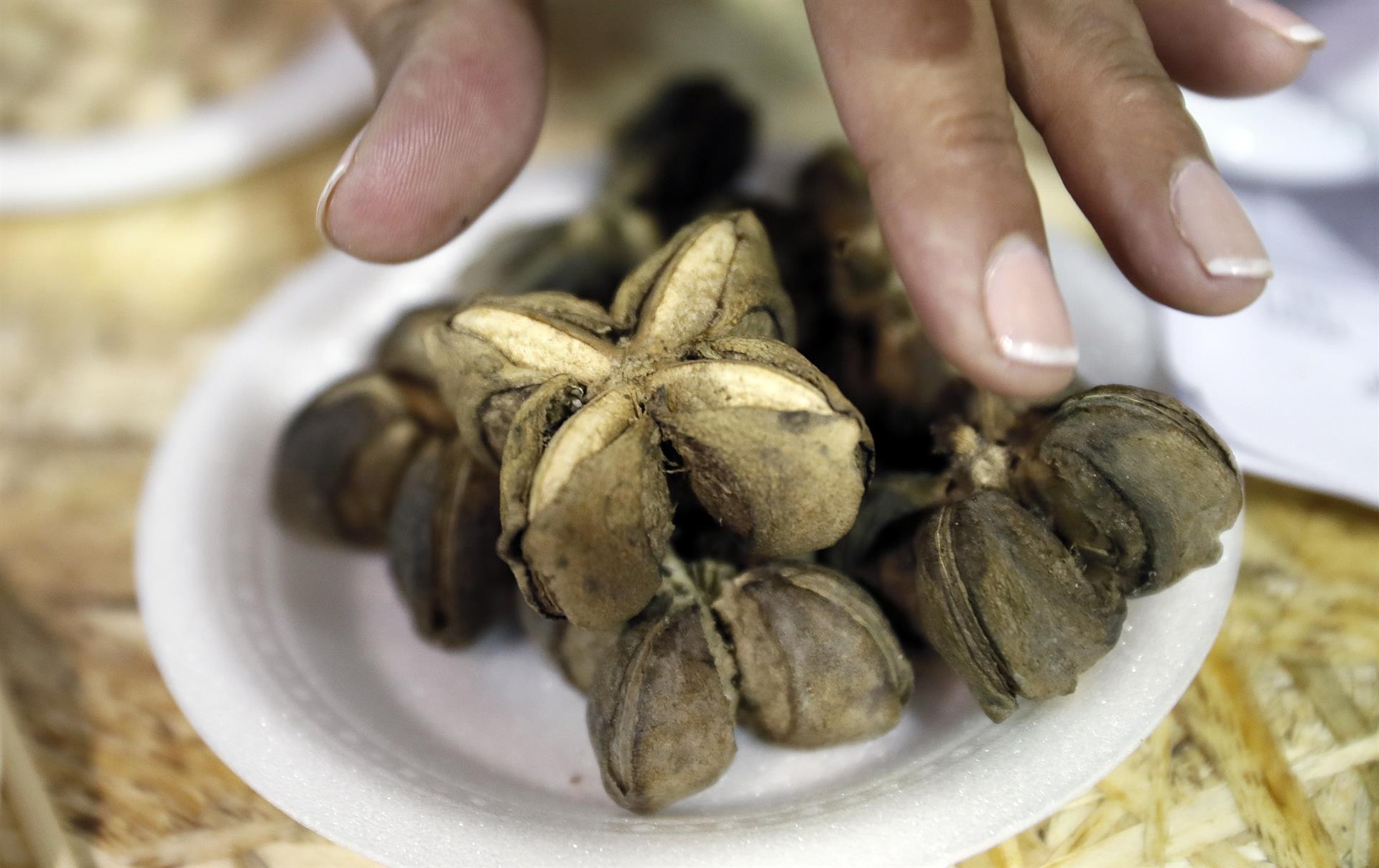 Sacha Inchi: la joya nutricional que transforma la agricultura en Colombia