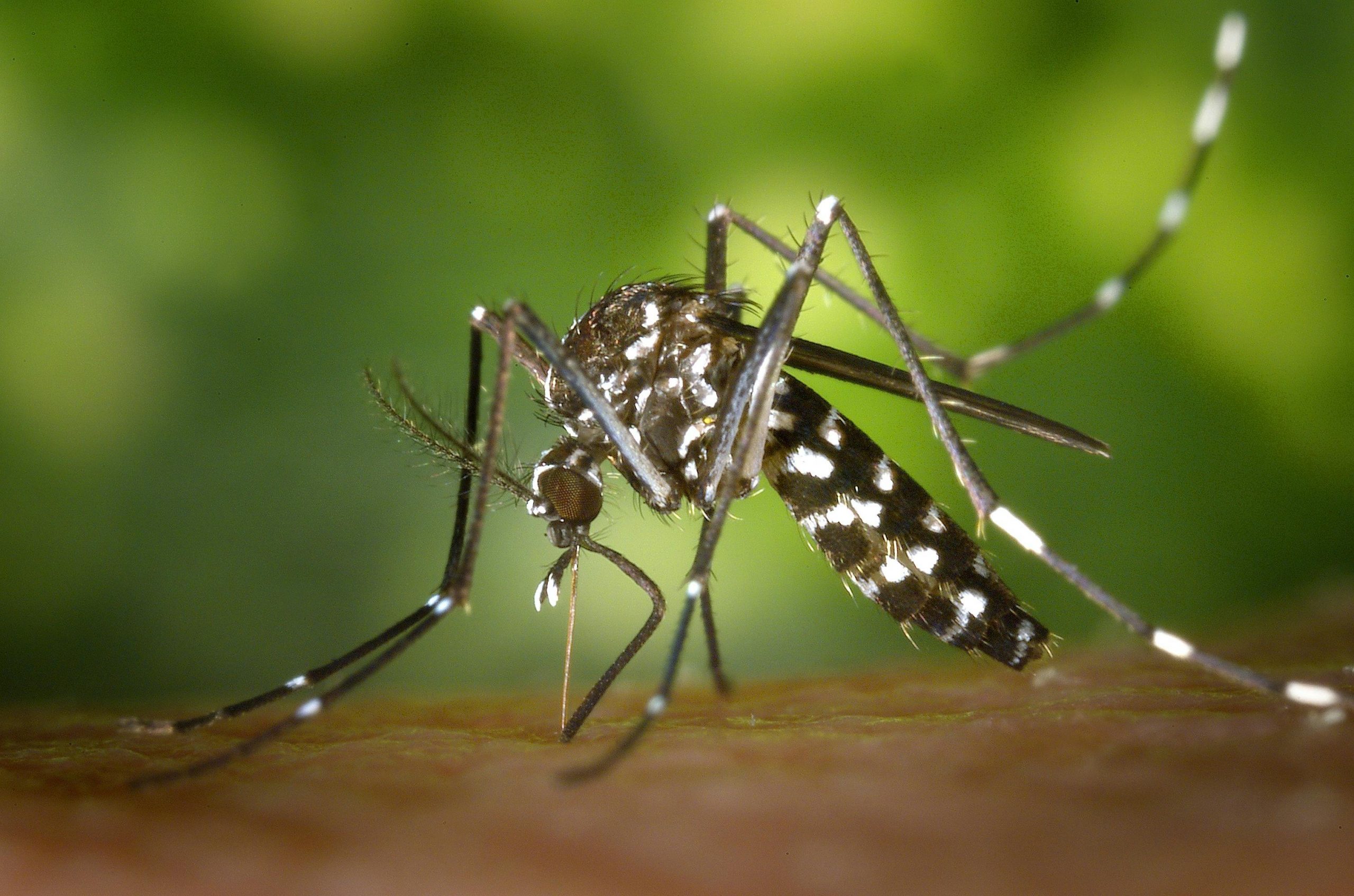 La OPS advierte que se espera la peor temporada de dengue en la historia en América Latina
