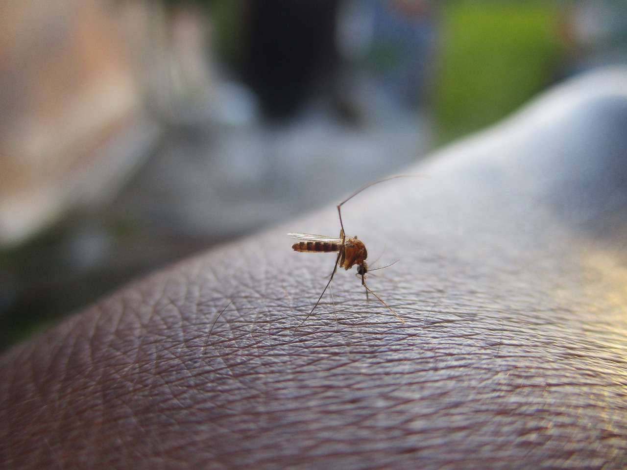 En Brasil intensifican acciones frente a brotes masivos de dengue