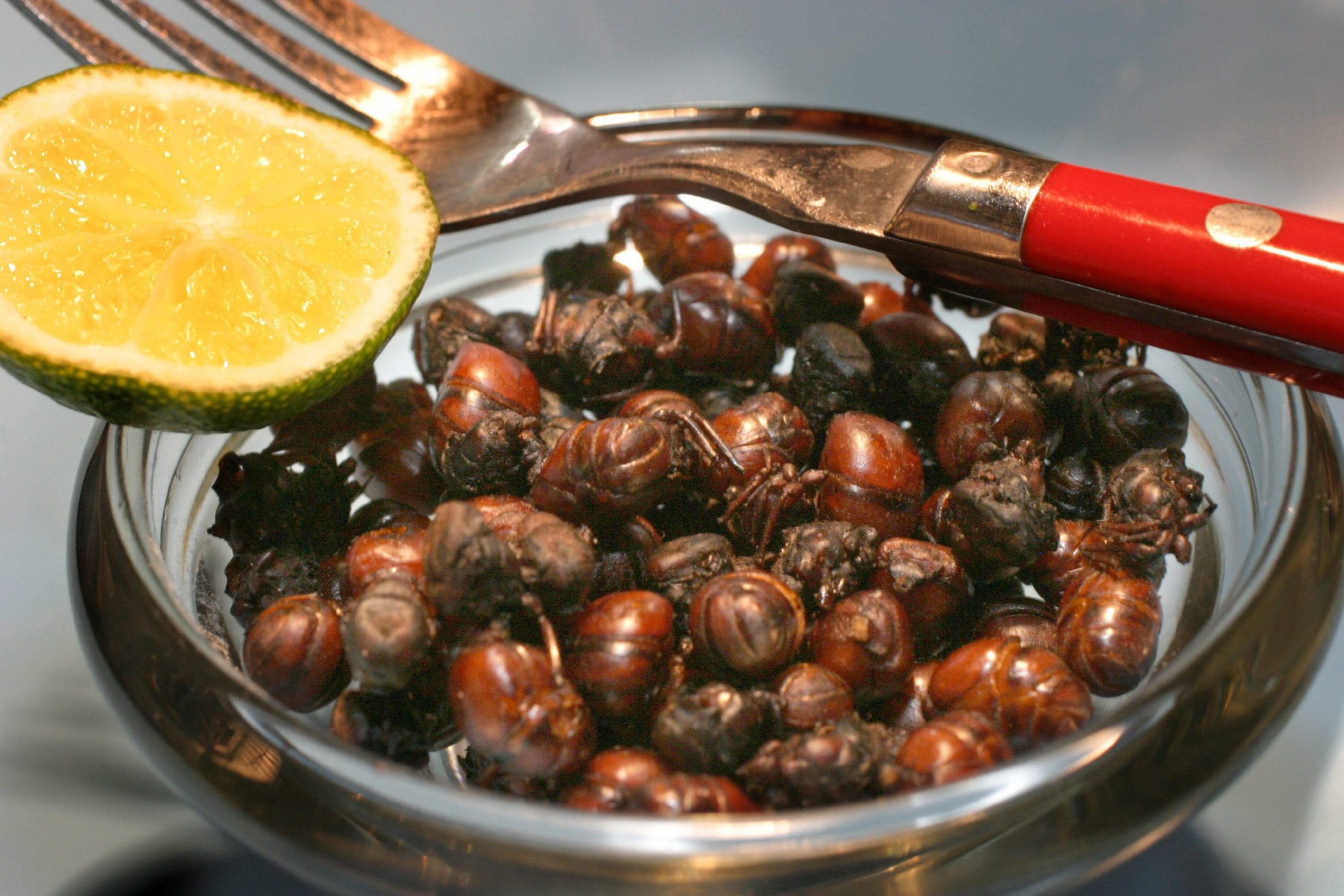 Comer insectos: tradición prehispánica y nutrición mexicana