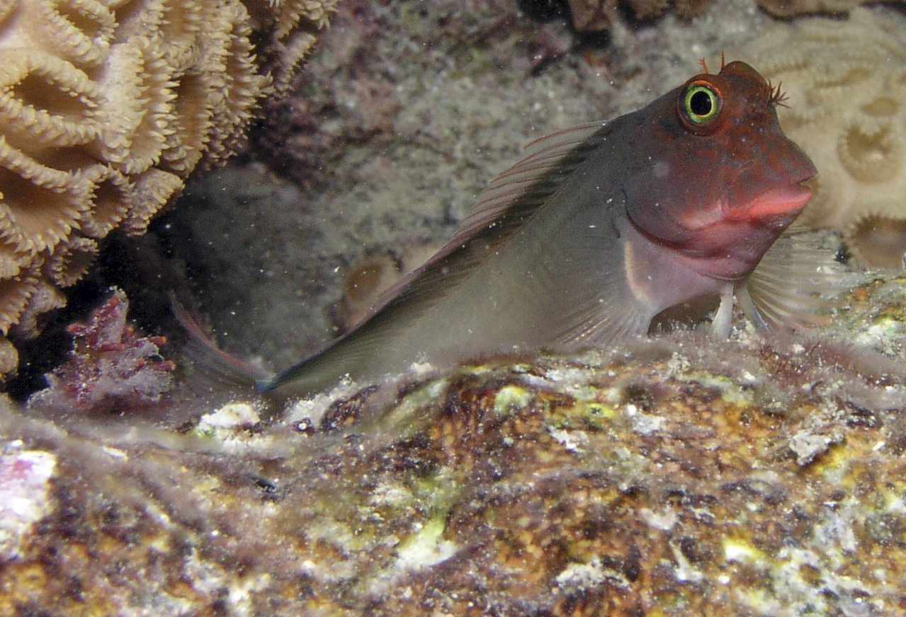 Descubren un parásito que afecta a peces de todo el mundo pero había pasado desapercibido