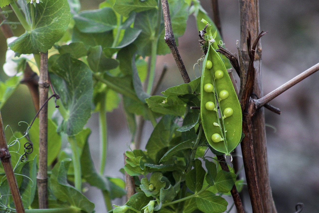 Identifican un gen que duplica la producción y florecimiento de leguminosas