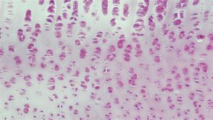 bioscience-image-library-by-fayette-reynolds-AcZj5r7jXiY-unsplash