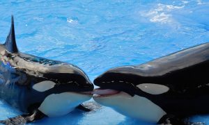 whales-1263066_640