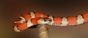 697-1-CIENCIA_Cumbre de Fauna silvestre_