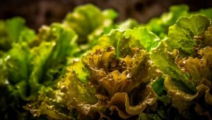 701-3-CIENCIA_Lechuga dorada_