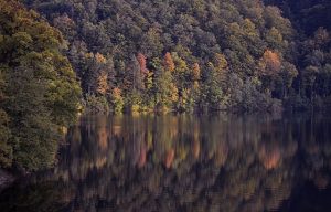 forest-8592899_640