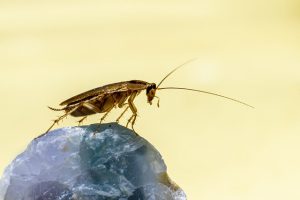 german-cockroach-6982350_640