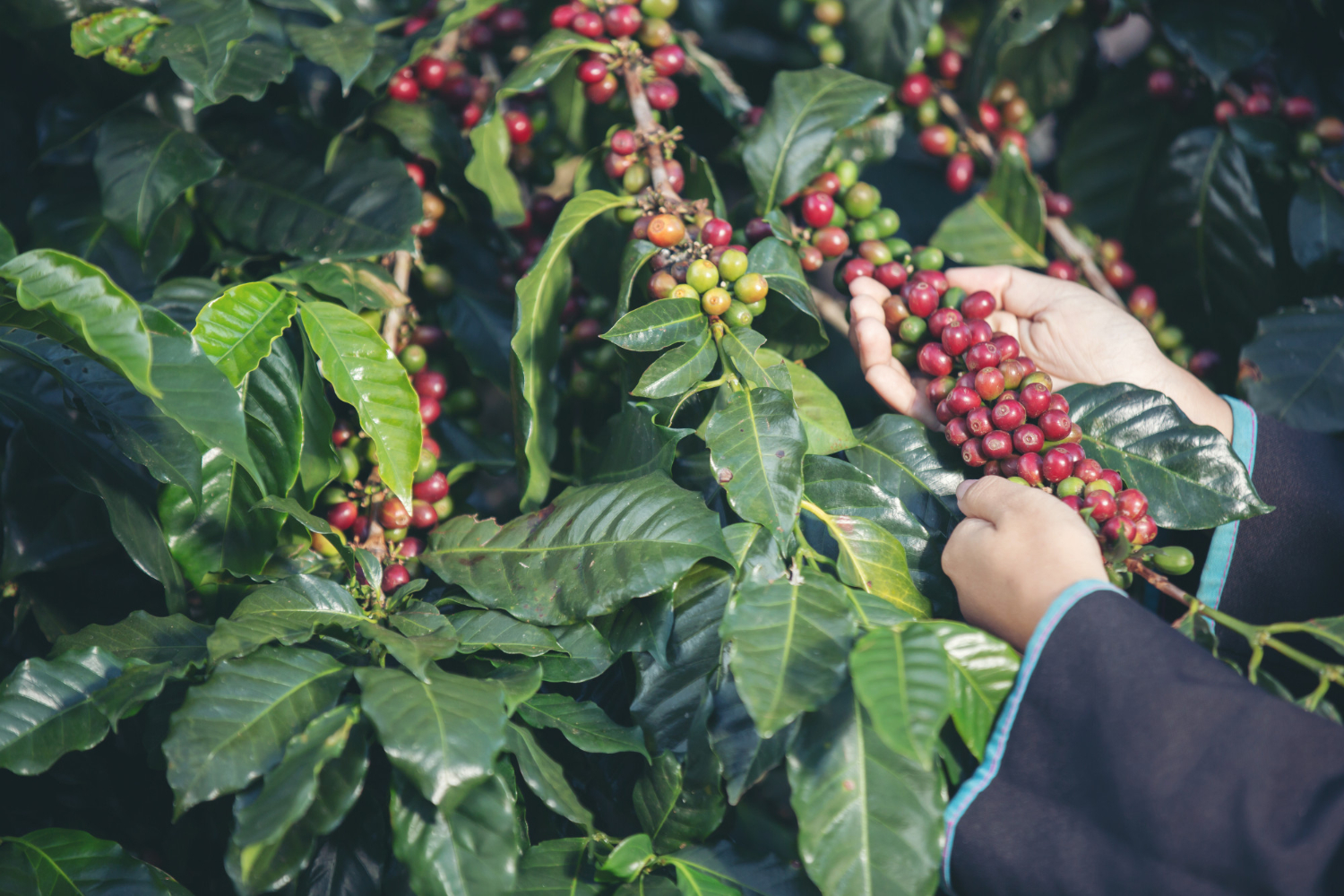 México es el principal exportador de café orgánico en el mundo