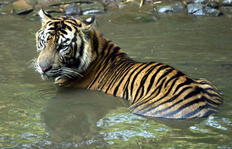 Cuanto más grande es un animal más riesgo de cáncer, lo que desafía una antigua paradoja