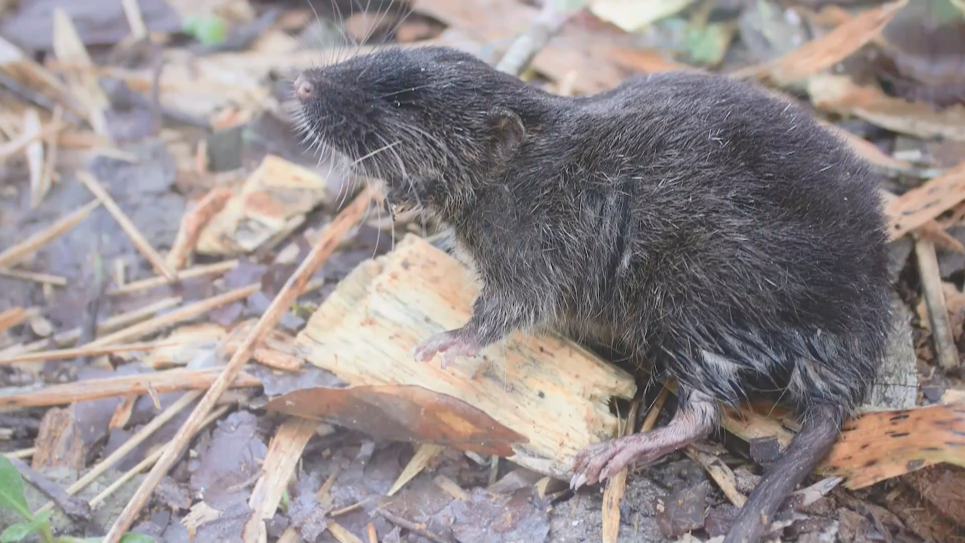 En Perú revelan sorprendentes especies desconocidas para la ciencia