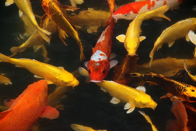 La inteligencia es sexy y ayuda a encontrar pareja y tener descendencia, al menos en los peces