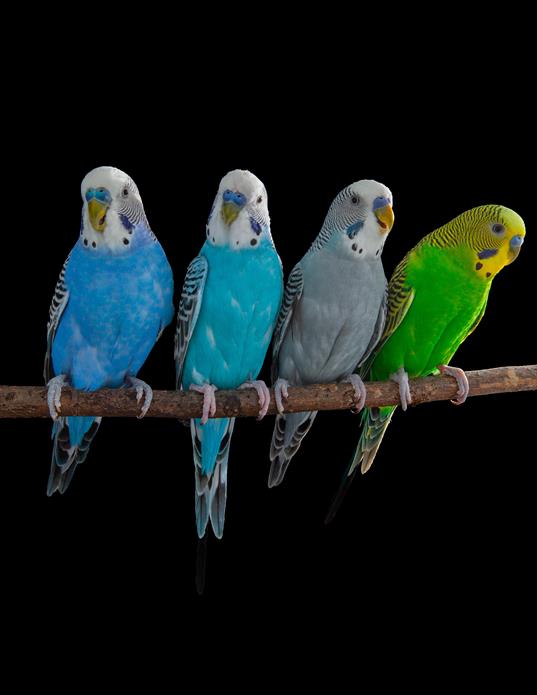 Actividad cerebral de loros, similar a la humana