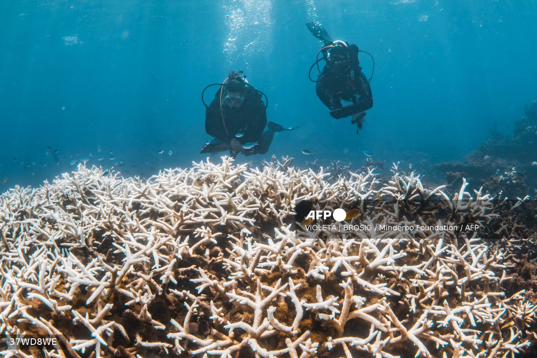 Blanqueo récord de corales en la costa occidental de Australia