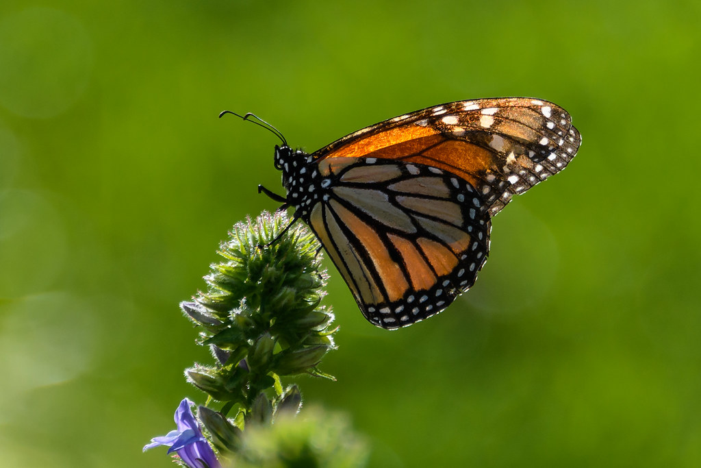 Mariposa monarca se duplica en México, de 0,9 a 1,79 hectáreas