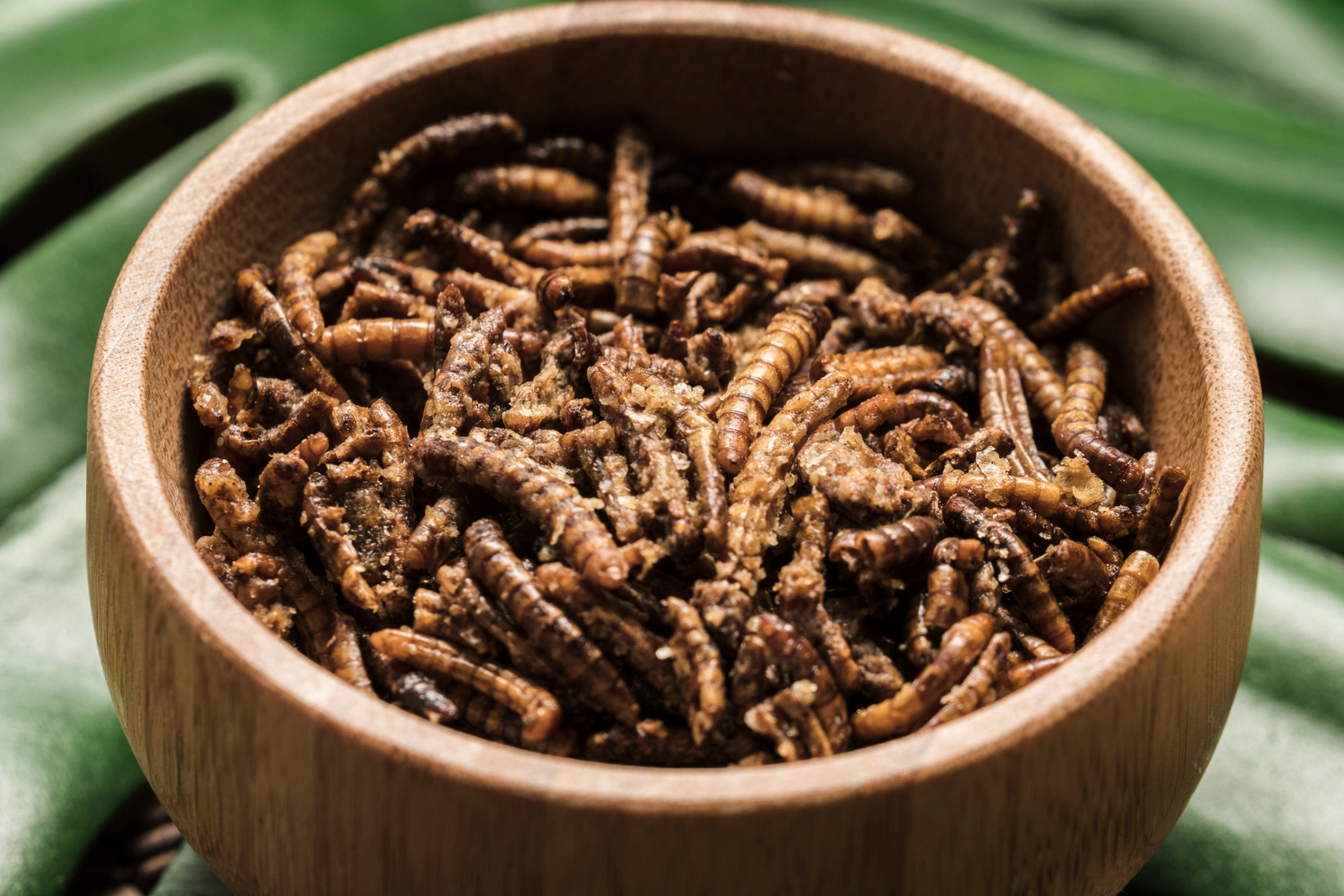 Insectos para transformar los residuos alimenticios en combustibles