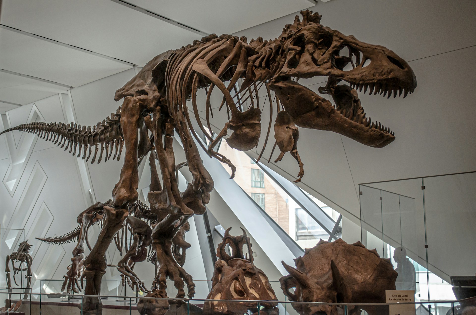 Así es como el meteorito provocó la extinción de los dinosaurios