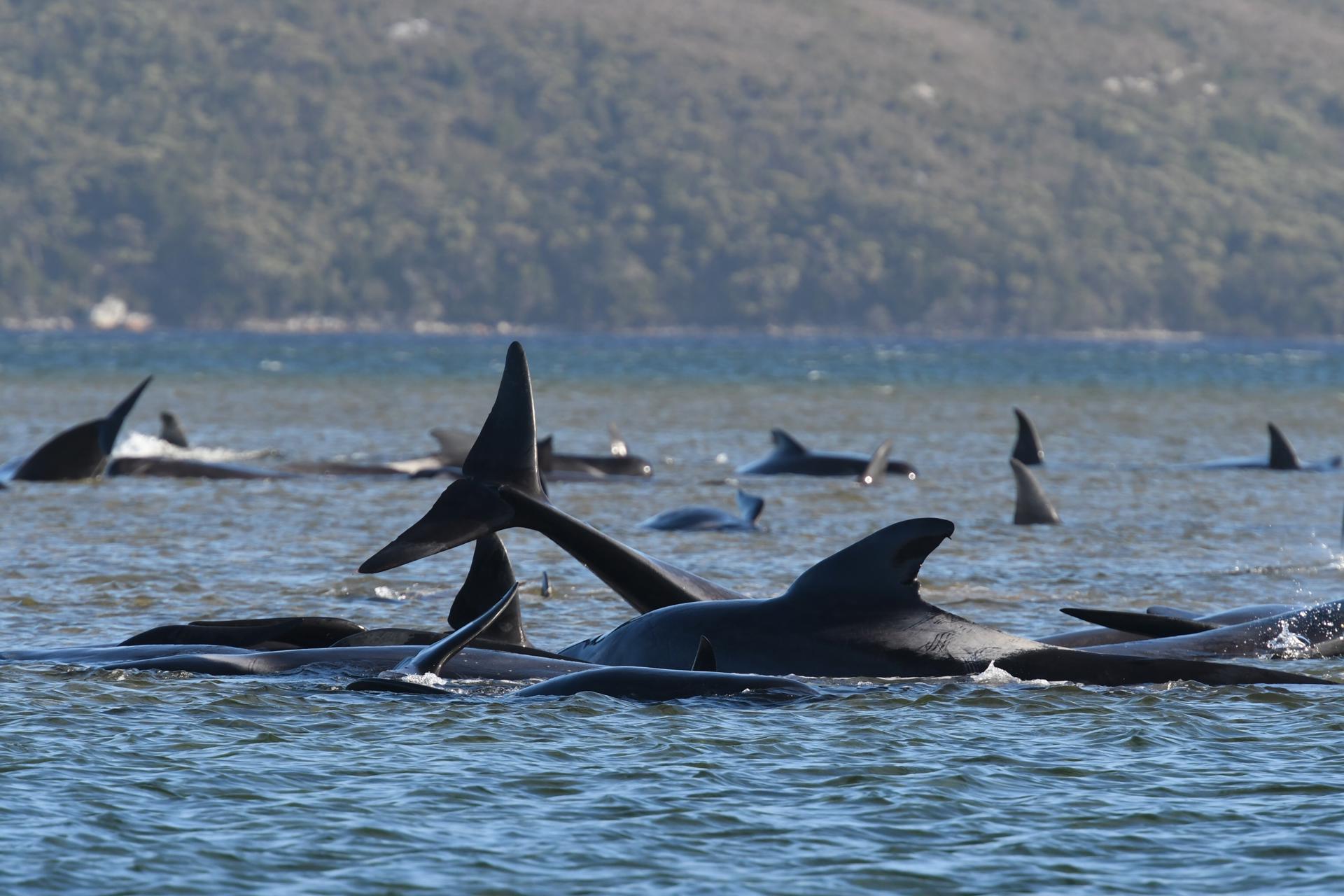 En Tasmania, 157 falsas orcas quedaron varadas en una playa de difícil acceso