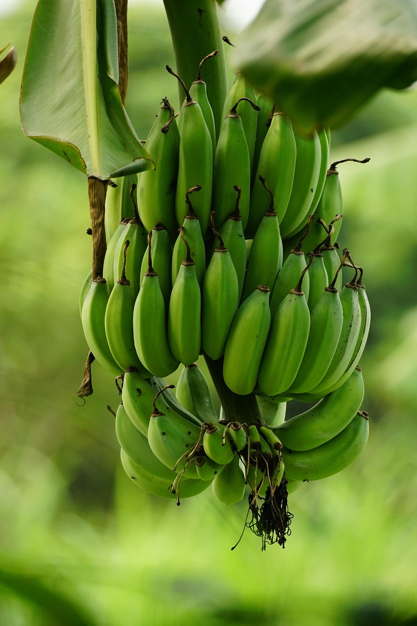 Cambio climático amenaza exportaciones de banana