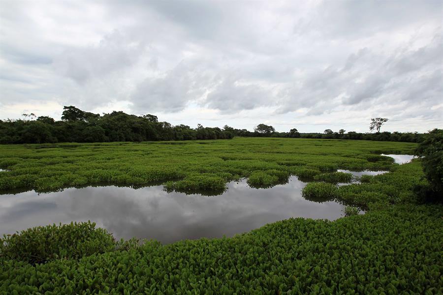 Brasil perdió el 2,2 % de su superficie de agua en 2024