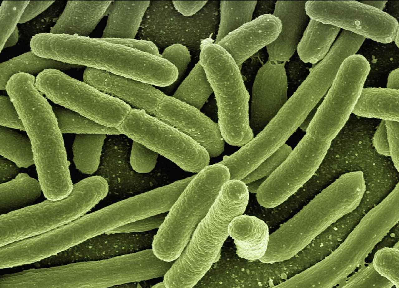 Crean bacterias para combatir tumores con luz infrarroja