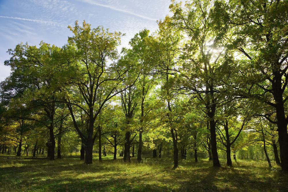 Biomass: el satélite europeo para estudiar los bosques