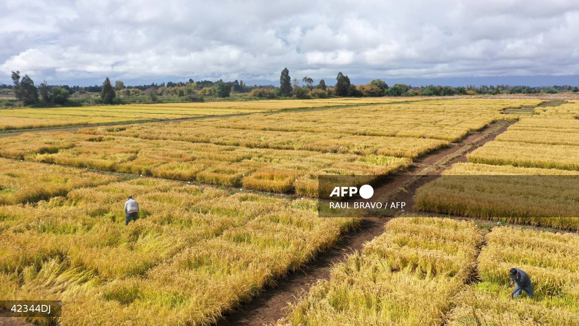 Chile desarrolla arroz capaz de adaptarse al cambio climático
