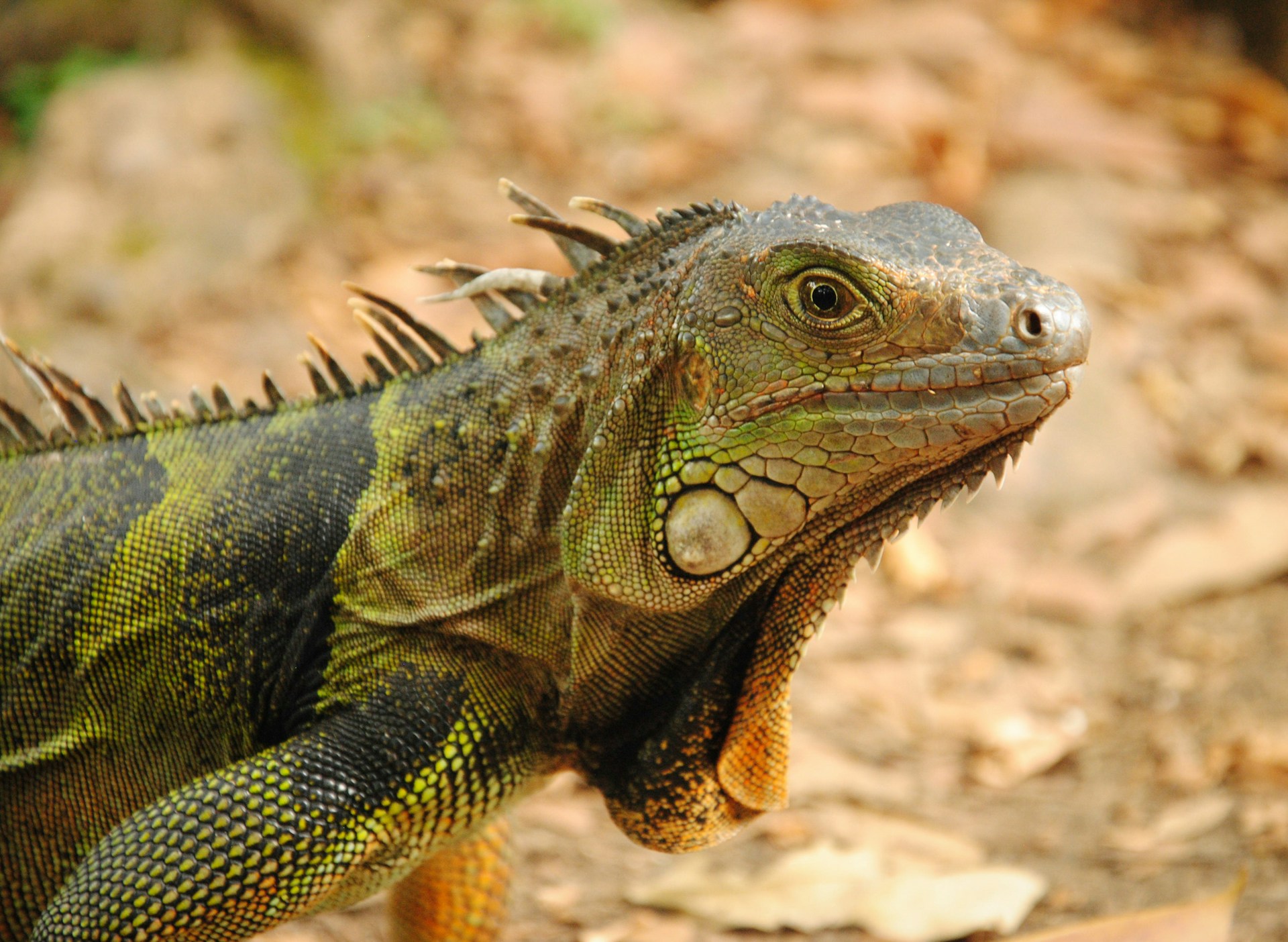 El vivario de la FES Iztacala: un lugar de conservación para anfibios y reptiles