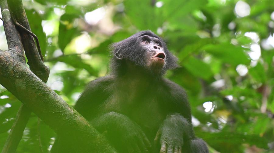 Bonobos combinan llamadas de forma similar al lenguaje humano