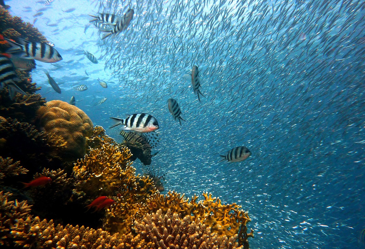 Desarrollan proyecto para proteger arrecifes coralinos