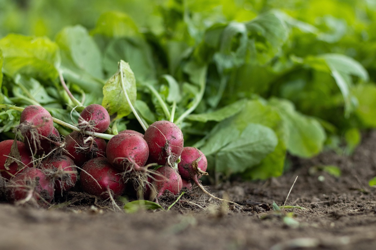 Raíces inteligentes revolucionarán la agricultura