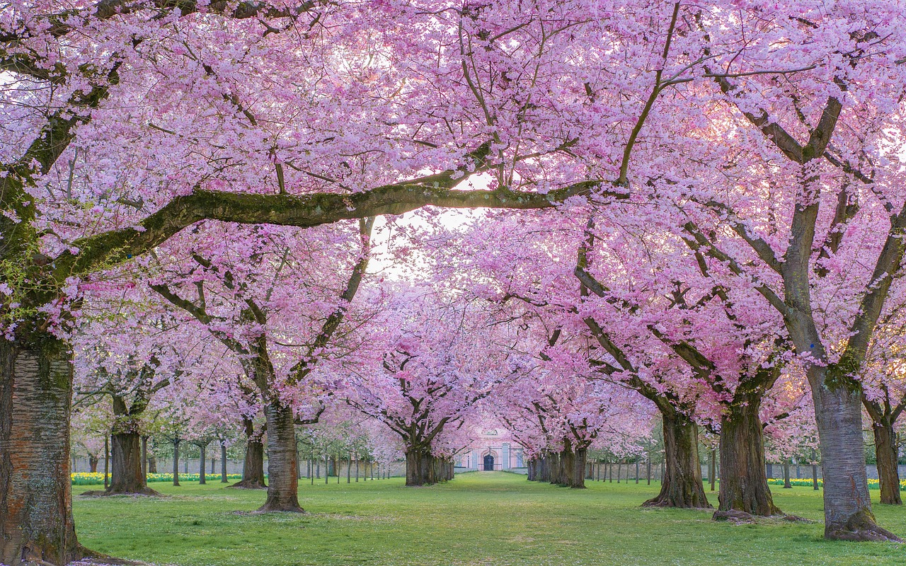 Los cerezos en flor de Japón envejecen y la IA va al rescate