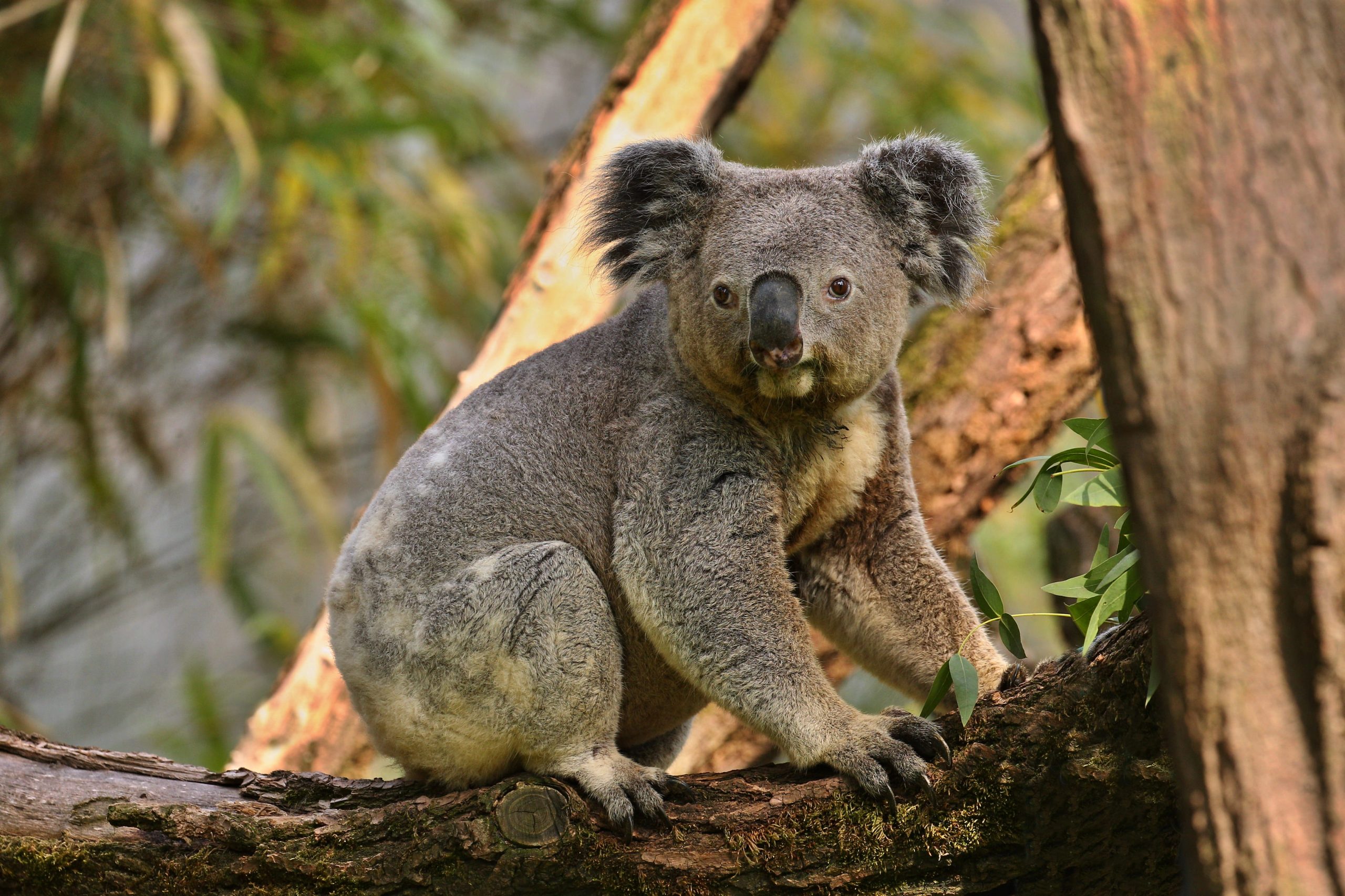 Un estado australiano detiene la tala para crear un refugio para los koalas