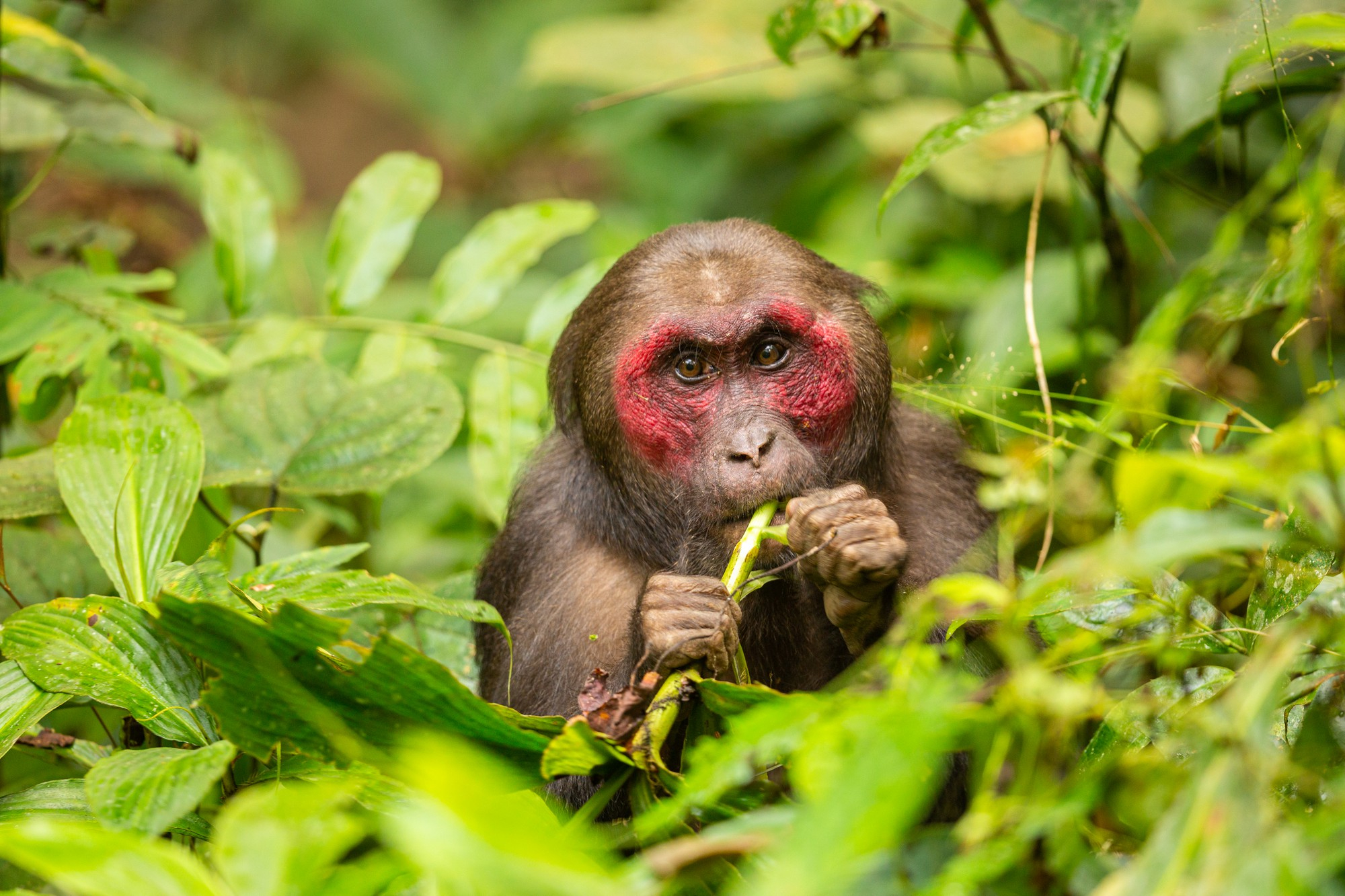 Los orangutanes poseen una ‘enciclopedia cultural’ para saber comer cuando se independizan