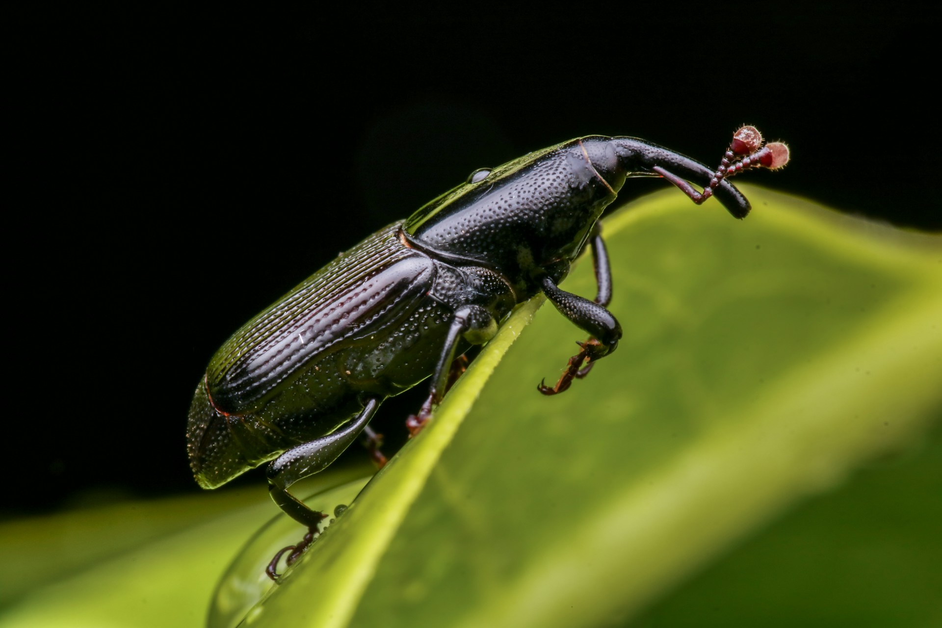 El gorgojo del maíz podría convertirse en el alimento del futuro