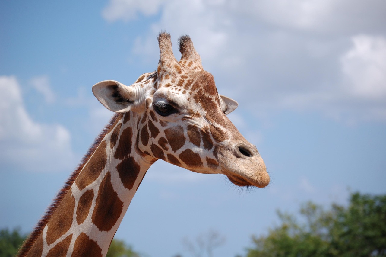 Kenia reubica jirafas ante el avance urbano