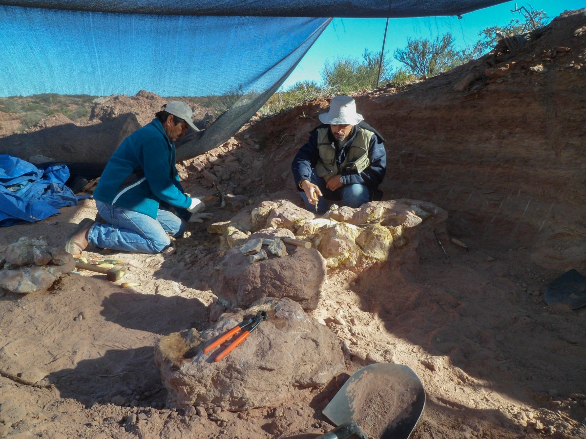 Hallan en Argentina una nueva especie de dinosaurio saurópodo