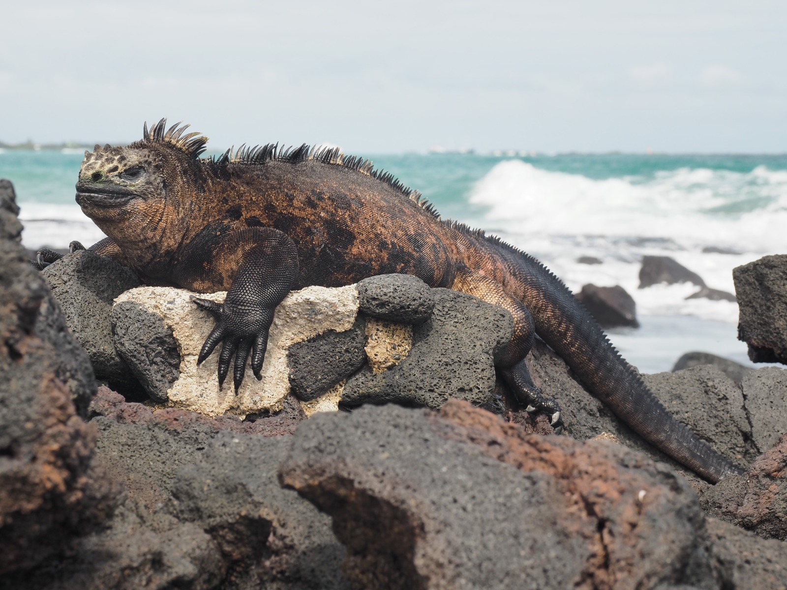 Abren al público colección científica de Galápagos antes reservada para investigadores
