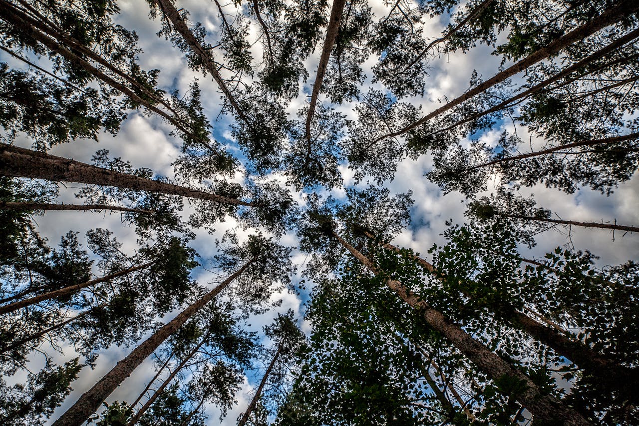 La deforestación en la Amazonía brasileña crece un 7,3 % en febrero