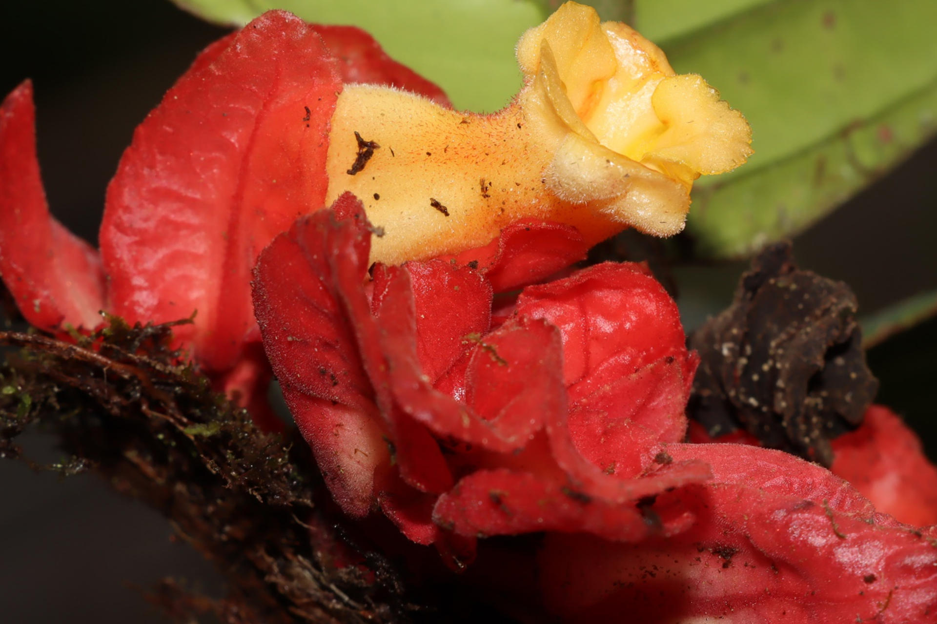 Descubren en Perú una nueva especie de planta endémica de la selva amazónica central