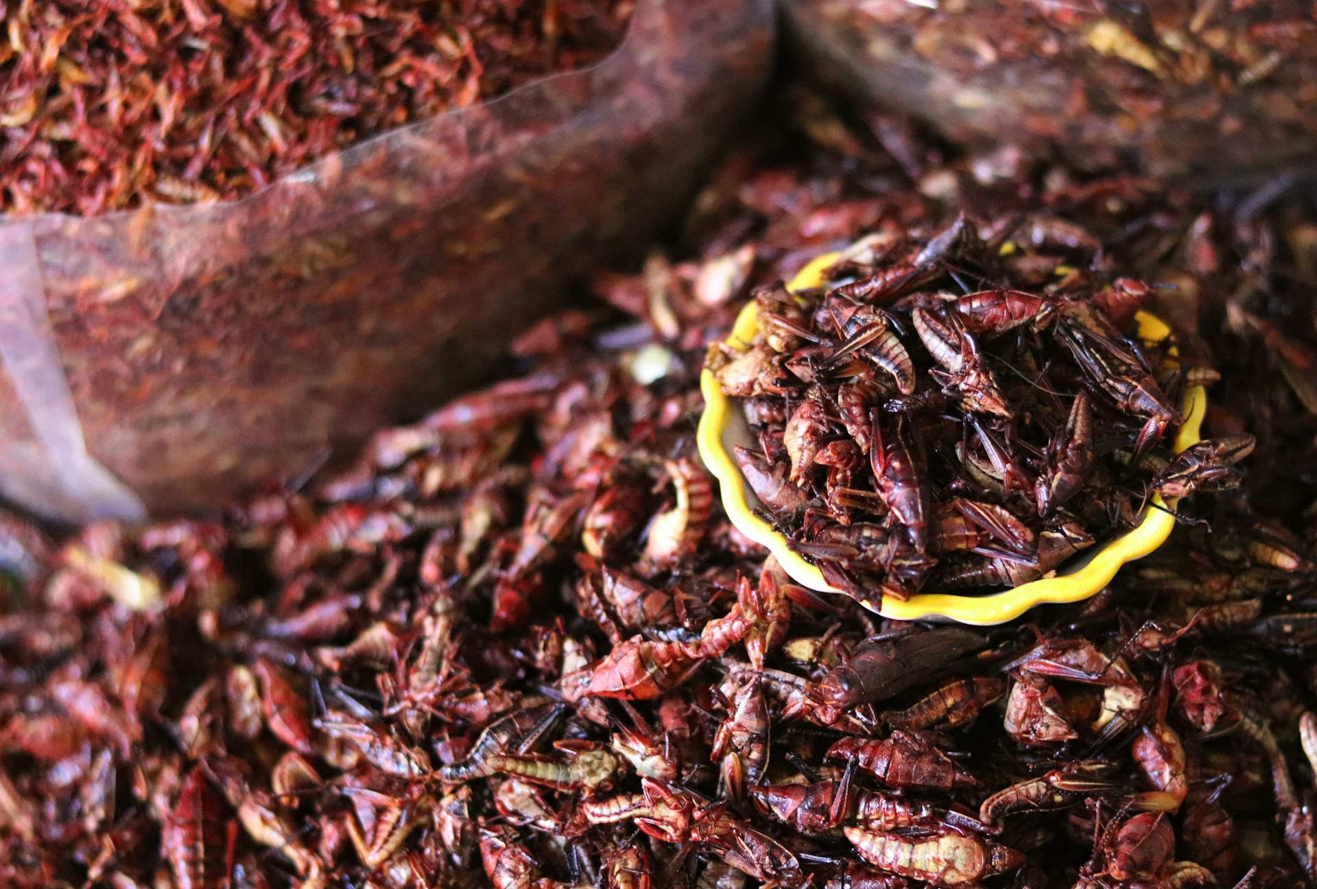 Insectos, el alimento del futuro alto en nutrientes