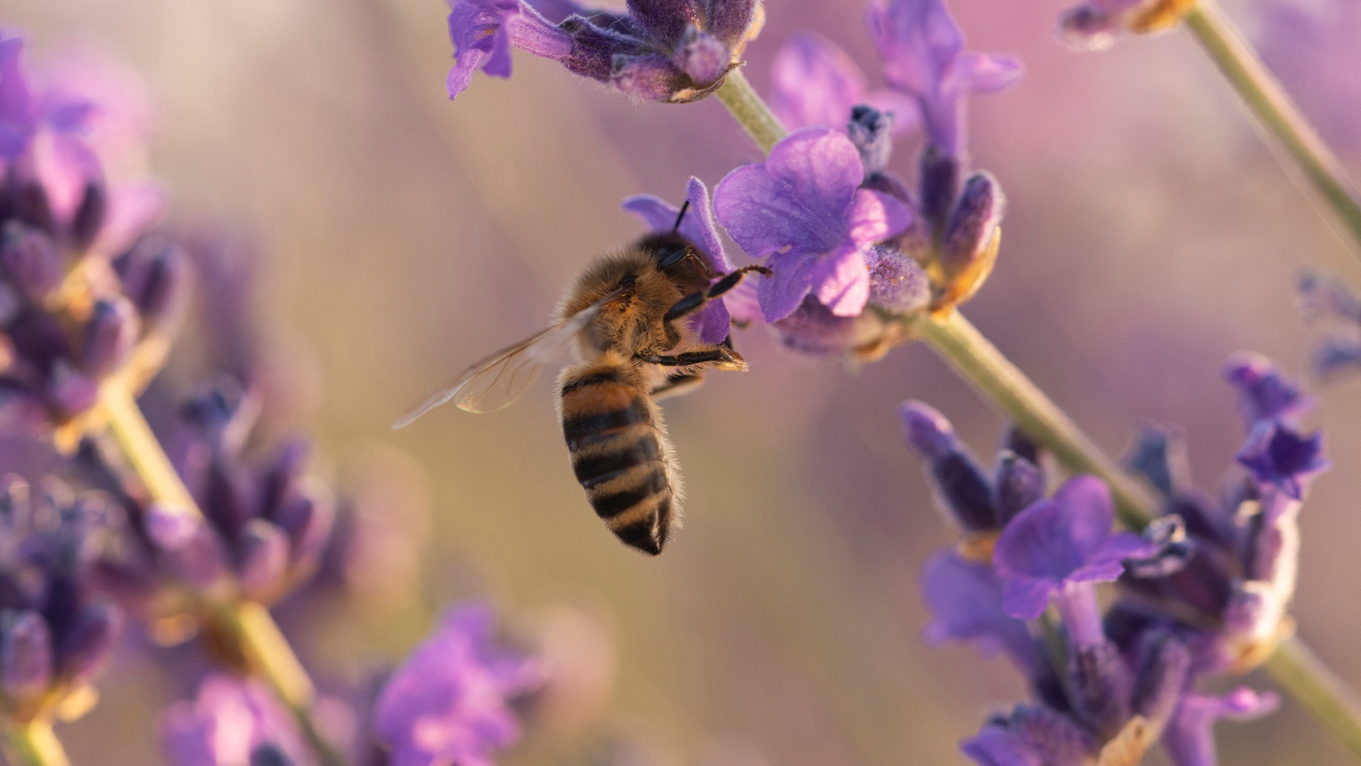 Crean torta proteica para proteger a las abejas del cambio climático