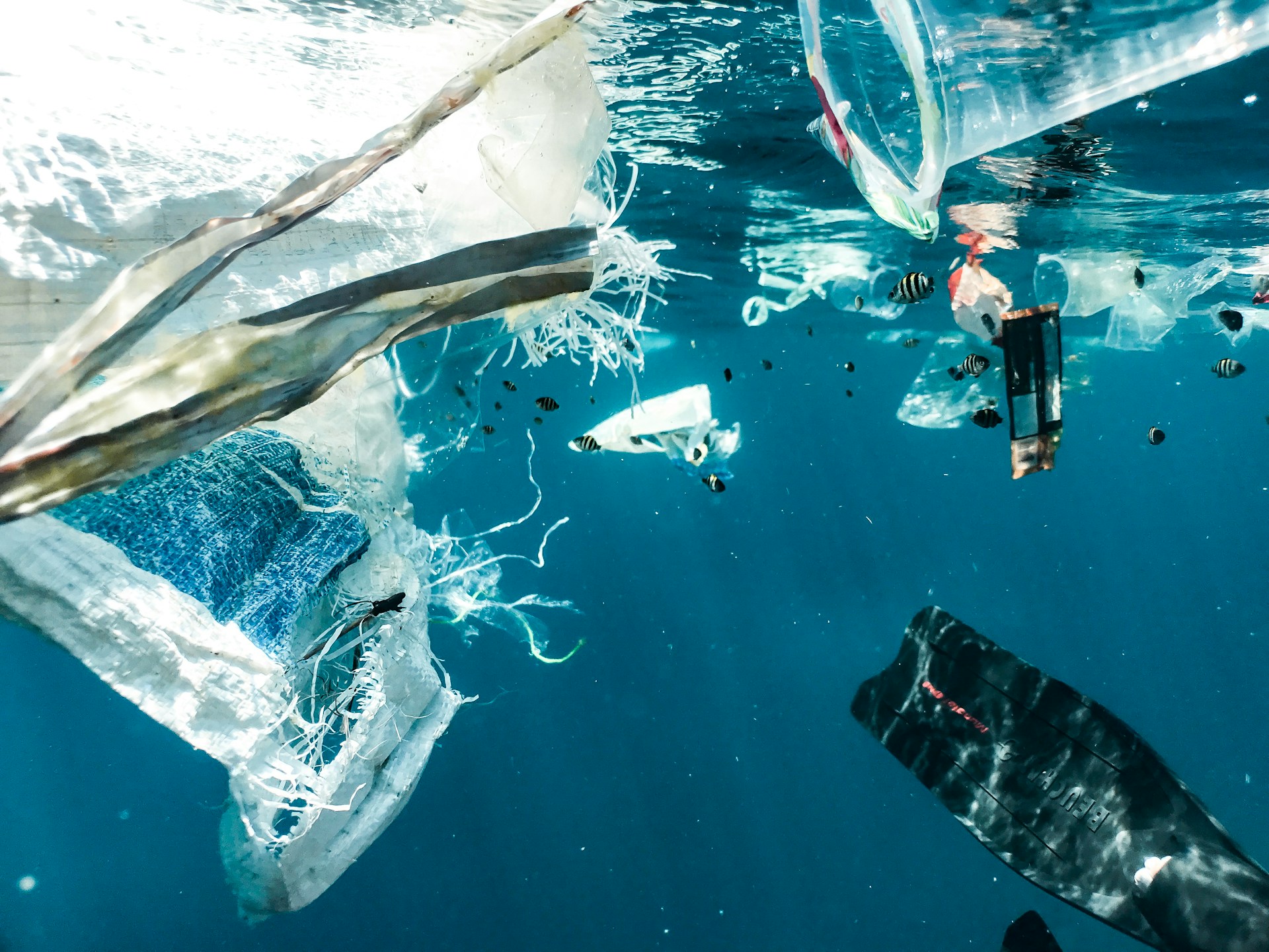 Islas de plástico se convierten en hábitat de especies marinas